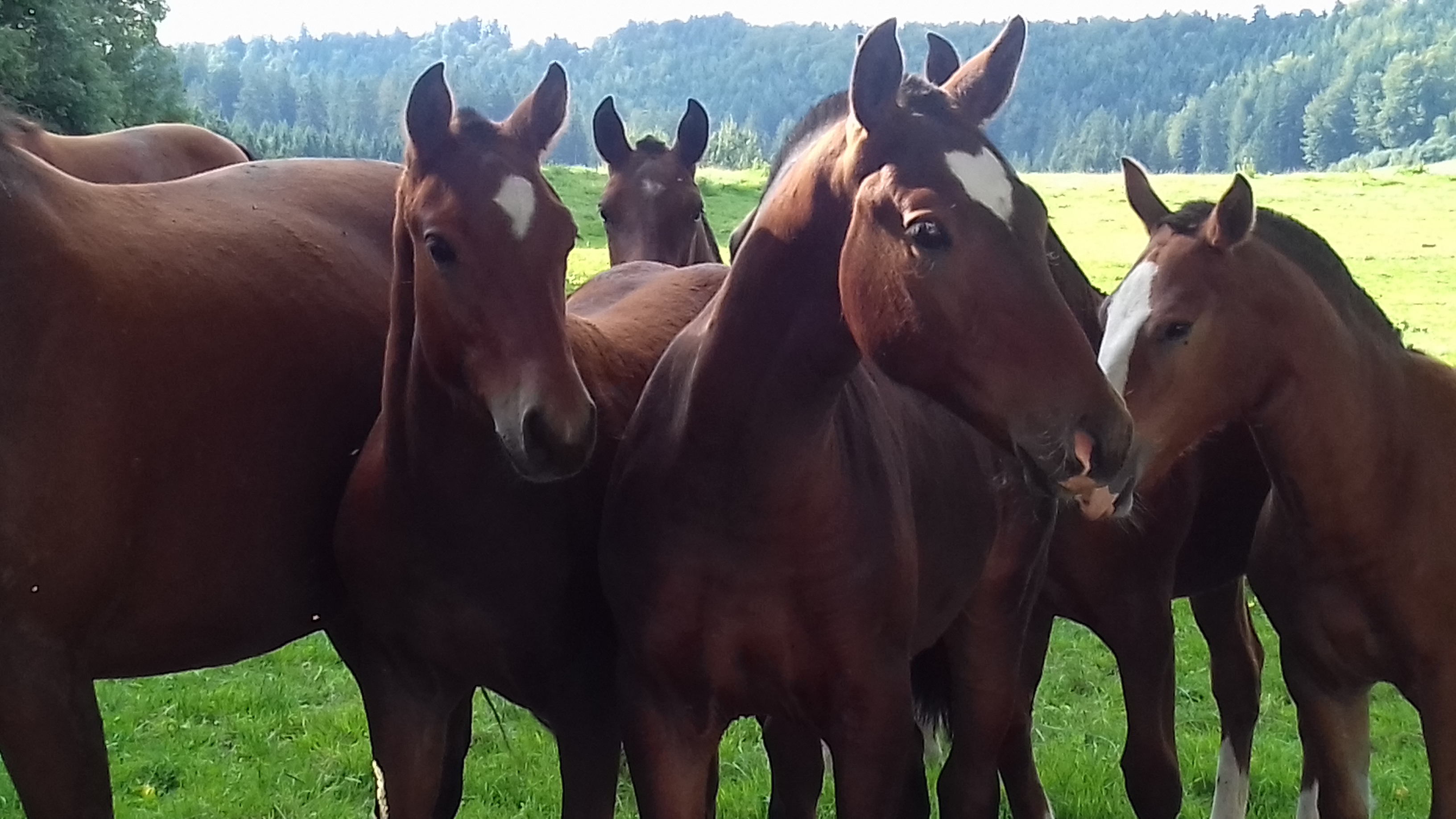 Franches Montagnes Robuust, intelligent, betrouwbaar en geschikt voor
